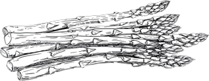 Spargel